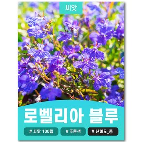 로벨리아 블루 씨앗 100립, 1개