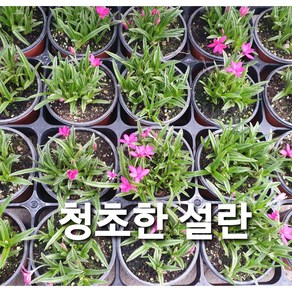 설란/청초한설란, 설란, 1개