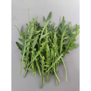 [미래다나팜] 와일드 루꼴라1kg (국내생산 당일생산), 1kg, 1개
