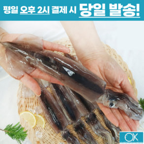 국내산 선동 급냉 초코오징어 통오징어 5미 10미 1kg 2kg 통찜용 숙회용 초콜렛오징어, 중(180g전후 x 5미), 1개