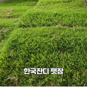 한국잔디뗏장 40*60*4cm(가로*세로*두께)-2장 (0.24m2용) 정원 산소 공원용 낮은키 질감우수 병해강 더위 추위강