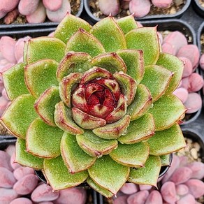짱짱한 다육이 10종보기 다육식물, 8번 -매직초코, 1개