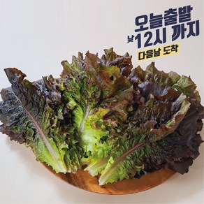 반반상추 당일포장 농가직송, 4kg, 1세트, 꽃상추2kg+적상추2kg