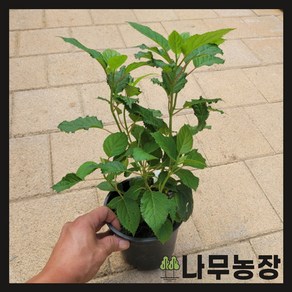 (나무농장) 수국나무 미국수국 핑크아나벨 15cm 포트, 1개