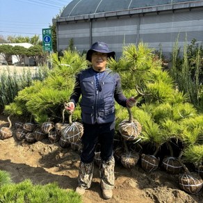 황금소나무 조형 소나무 조경수 6년생, 약 70cm