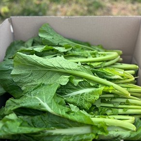 자연맛남 [자연맛남] 여수 산지직송 돌산갓 생갓 3kg 1박스, 1개