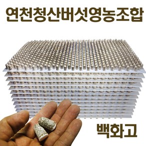 2025년 백화고 표고버섯 종균 버섯키우기 성형종균 총알 607구, 2개