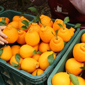 제주 노지 한라봉 산지직송, 1박스, 5kg