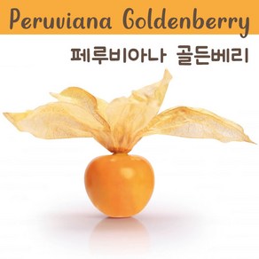 페루비아나 골든베리 Peuviana Goldenbey Tomatillo 금땅꽈리 희귀토마틸로 교육 체험용 세트