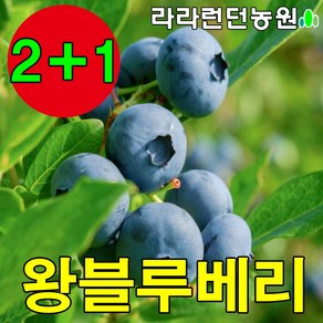 블루베리 묘목 2-3년생 나무 재배 키우기