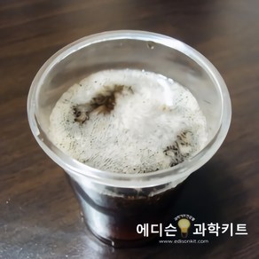 콜라만들기(10인용), 단품