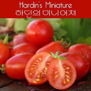 하딘의 미니어쳐 Hadin's Miniatue 희귀 난쟁이 키작은 토마토 수경재배 앉은뱅이 토마토 교육용 체험용키우기 세트, 1개