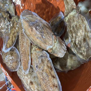 선주직송 갑오징어 생물 남해안, 1박스, 특대 생물갑오징어 1kg(2-3미)