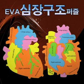 EVA 심장 구조 퍼즐