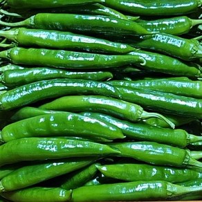 가락시장 경매 국내산 오이맛 고추 아삭이 특품, 1개, 1kg(특)