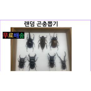 곤충표본 곤충 선물세트 랜덤박스 어린이날선물 친구선물 생일선물, 1개