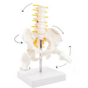 골반 모형 요추 골격모형 병원 허리 인체 뼈 실습 척추 해부학 학교 교육용 대퇴골 디스크, 1개