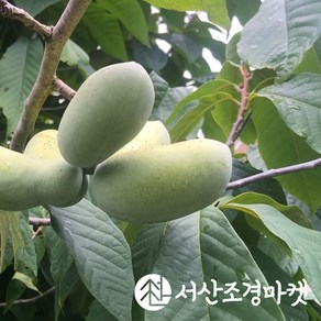 포포나무 묘목 5치장포트(실생) 나무 서산조경마켓, 10개