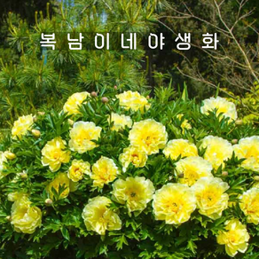 바트젤라 [1포트 복남이네야생화 모종 뿌리묘 작약 목단 이토목단 피오니 peony], 1개