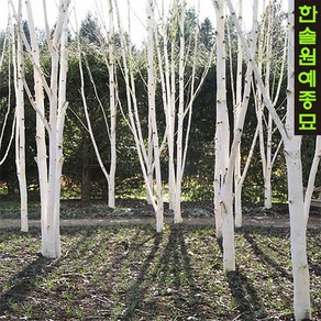 [한솔원예종묘]자작나무 잭큐몬티 도랜보스 백자작 실생, H1.0m 포트묘, 1개