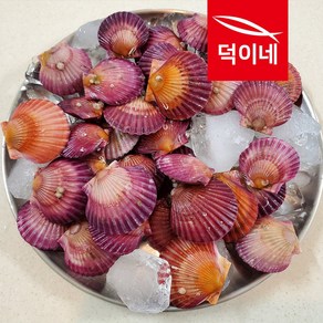 통영 홍가리비 2kg 제철 조개 가리비 구이, 1개