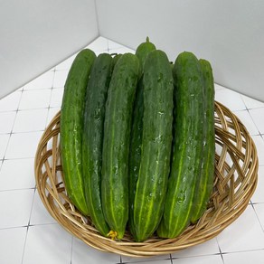 [청담상회] 100%국내 산지생산 수분함량최고 취청오이, 1개, 5kg(개당 150-180g)