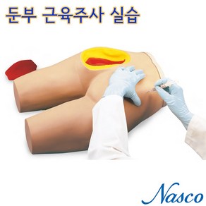 NASCO USA 둔부근육주사 실습모형 LF00961U, 1개