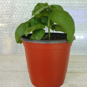스위트바질 10cm 포트화분 허브모종 식용허브 허브키우기, 1개