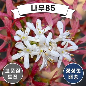 (나무85) 칠자화 키 1.5M 내외 개화주 분, 1개