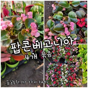 팝콘베고니아 5개 묶음 특 랜덤 공기정화식물/미세먼지/공기정화효과 공기정화식물