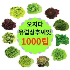 유럽상추 씨앗 1000립 코팅 종자(버터헤드 로메인 바타비아 멀티리피 타입), 오즈바타비아그린(바타비아타입) 1000립, 1개