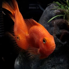 혈앵무 (색생랜덤발송) 6cm ~ 8cm [1마리], 1개, 10g