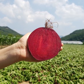 FRESH 국내산 친환경 비트, 1개, 2kg (개당 1kg이상 대사이즈)