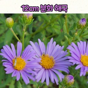 12센티 해국분화 / 가을야생화 / 가을국화 / 꽃모종 / 조경식물 / 노지월동, 1개