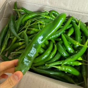 [[국내산]] 농장직송 당일선별 신선한 오이고추 아삭이고추 풋고추 상품, 1박스, 1kg