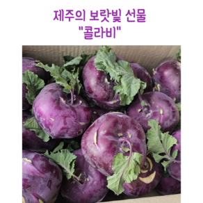 [임가네농산] 콜라비 제주산 제주콜라비 콜라비제주 맛있는콜라비 달콤아삭 콜라비, 15kg, 1박스, 15kg내외