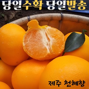 [과즙팡팡] 제주 농장직송 고당도 천혜향 명절 선물용, 1박스, 천혜향 가정용 중소 9-20과 전후 3kg