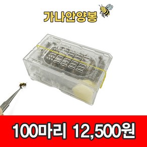 건강한 벌침 봉침 벌침용 봉침용 벌 꿀 + 먹이동봉 100마리 이상 ~