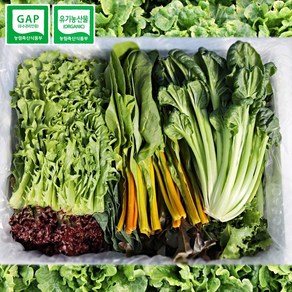 GAP인증 유기농인증 저탄소 친환경 유기농 채소 모듬 샐러드채소 당일수확 당일포장, 1개, 600g