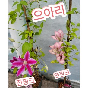 으아리꽃 2개묶음/클레마티스로 유럽에서 정원용으로 유명, 2개