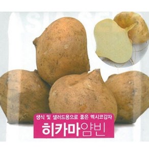 발아율 좋은 히카마 씨앗 씨감자 맥시코감자 180립(30PX6), 1개