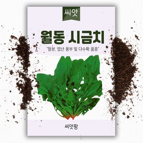 월동시금치 씨앗 (20g), 1개