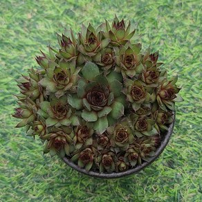 용설 캥거루 바위솔 Sempervivum 분경 석부작 정원식물 월동하는 다육식물 용설tv 유튜브 추천 상품