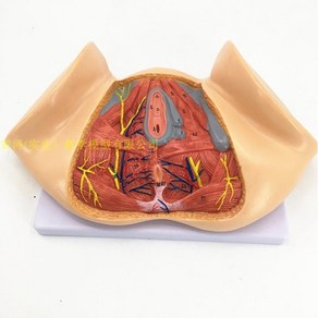 여성 회음부 모델 해부학 생식기구조