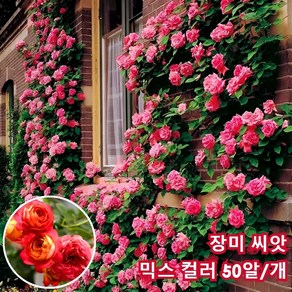 장미 씨앗 높은 발아율 믹스 컬러 사계절 꽃 씨앗 넝쿨 장미 정원 좋은 꽃 씨앗 울타리 아치 장미 씨앗 화단 꽃 씨앗, 장미씨앗*50알, 5개