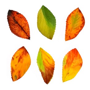 (주)아트인 가을 낙엽(100장), 오렌지&그린 믹스