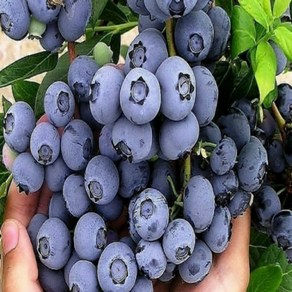 (블루크롭) 블루베리나무 묘목 삽목3년 5치포트 1개, 0