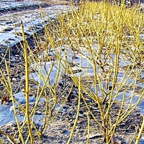 충주원예조경 / 노랑말채나무 / 80cm / 개화주, 1개