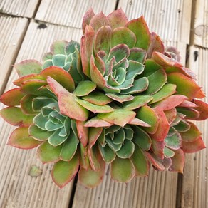 [수암다육] 에스메랄다 랜덤발송 Echeveria 'Esmeralda' 다육 다육이 다육식물 국민다육 다육이키우기 선인장 플랜테리어 미니선인장