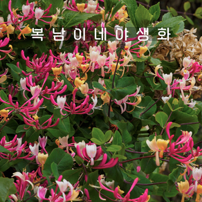 인동덩굴 벨지카 [1포트 복남이네야생화 모종 인동꽃 lonicea], 1개